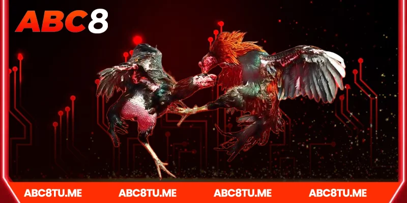 Các loại hình đá gà Abc8 nổi bật