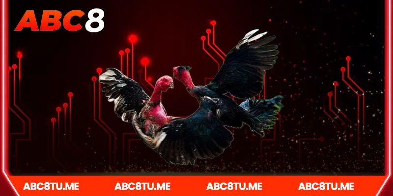Ưu điểm vượt trội của đá gà Abc8